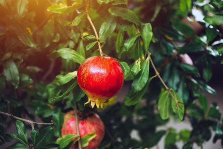 Ripe pomegranate fruit on the tree branch in summer, selective focus