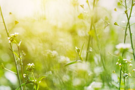 Abstract blur spring background, defocused grass and flowers in the meadow as copy space