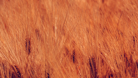 Ripe barley ears in cultivated agricultural fieldの写真素材