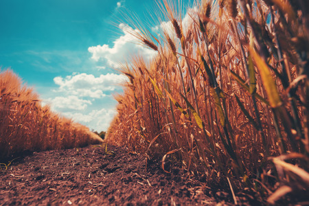 Low angle view of ripe barley field with harvest ready crops and beautiful summer sky with clouds in...