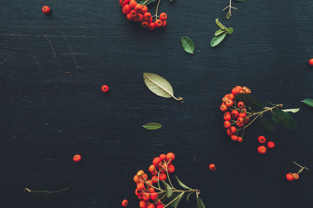 Flat lay red wild berry cruit arrangement, top view natural pattern as decoration on black wooden...