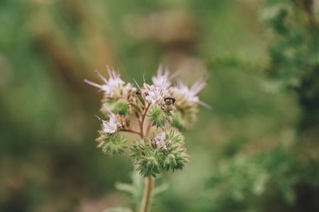 Phacelia tanacetifolia blooming in field. This plant species is also known by the common names lacy...
