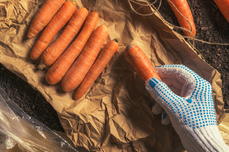 Farmer preparing organic homegrown carrots for farmer's market, top view of hands packing harvested root vegetableの写真素材