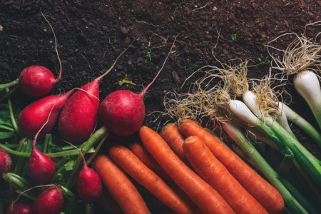 Organic homegrown produce on greenhouse soil ground ready to be packed for farmer's marketの写真素材