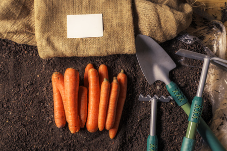 Organic carrot growing business card mock up with harvested root vegetable on garden soilの写真素材
