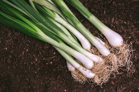 Spring onion or scallion in vegetable garden, organic homegrown produceの写真素材