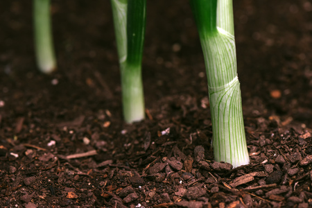 Spring onion or scallion in vegetable garden, organic homegrown produce