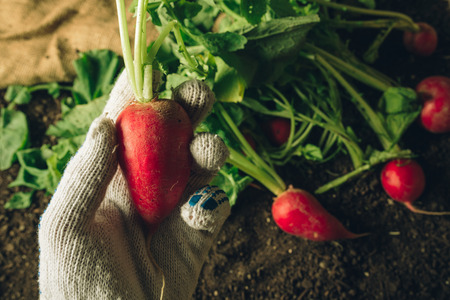 Farmer holding harvested radish, close up of hand with root vegetableの写真素材