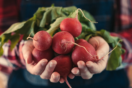 Female farmer holding bunch of harvested radishes, close up of hands, selective focuの写真素材