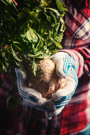 Farmer holding harvested celery in hands, female farm worker with root crop also known as Celeriacの写真素材