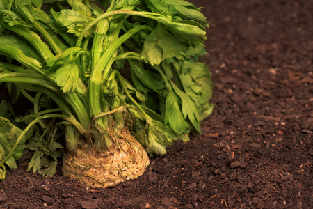 Celeriac or celery root in ground in vegetable garden, close up of turnip-rooted celery