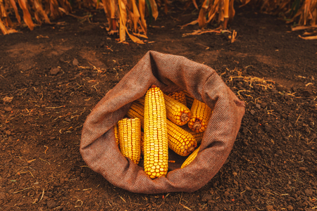 Harvested corn cobs in burlap sack left in the fieldの写真素材