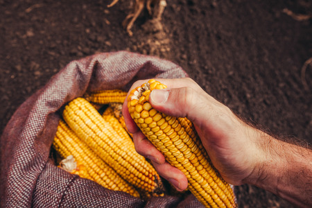 Farmer picking harvested corn cobs from burlap sack, top view of hand with selective focusの写真素材