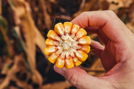 Farmer holding corn on the cob broken in half, concept of abundance and great yield after successful harvest of healthy cropsの写真素材