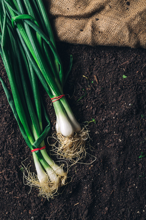 Spring onion or scallion on garden ground, top view of harvested organic homegrown root vegetableの写真素材