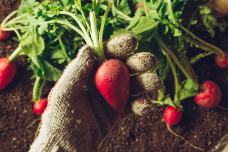 Farmer holding harvested radish, close up of hand with root vegetableの写真素材