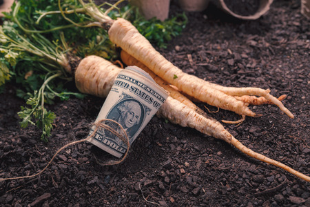Making profit from organic parsley farming, harvested rooted parsley with roll of US dollar banknotes on garden soil groundの写真素材