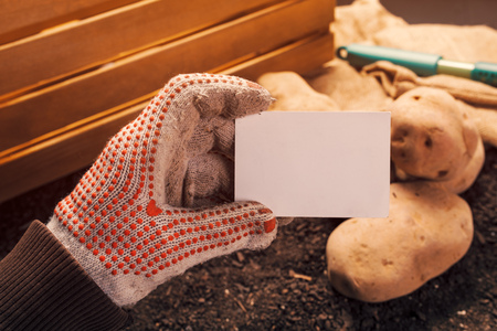 Organic potato farmer holding blank business card mock up above freshly harvested pile of tubers