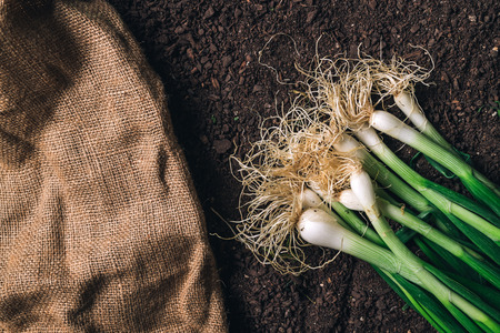 Spring onion or scallion on garden ground, top view of harvested organic homegrown root vegetableの写真素材
