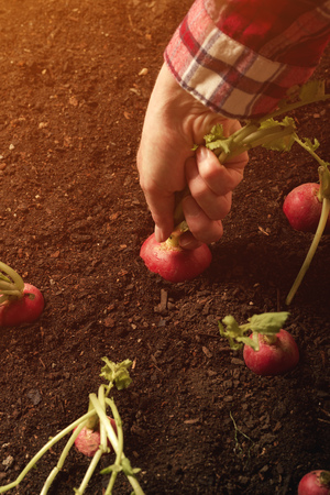 Hand picking radishes in garden, organic homegrown produce harvestの写真素材