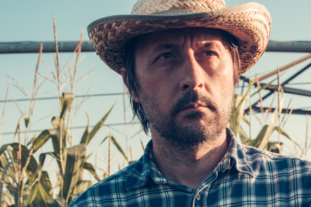 Serious thoughtful farmer in corn field, looking confident and determinedの写真素材
