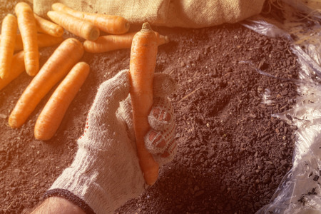 Farmer holding harvested carrot, close up of hand with root vegetable over fertile garden soilの写真素材