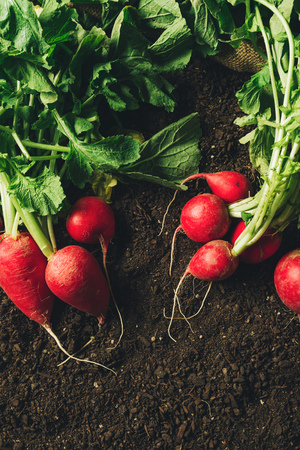 Red garden radishes on ground after harvest, organic homegrown produce ready to be packed and sent to farmer's market, top viewの写真素材