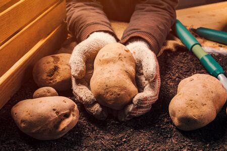 Proud farmer holding harvested organic potato tuber in hands, locally grown food production conceptの写真素材