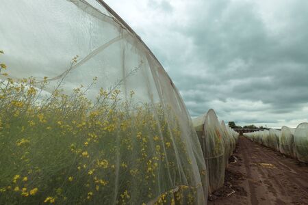 Organic sustainable growing rapeseed experiment in controlled conditions, rapeseed canola cultivated in protective net housing against insectsの写真素材