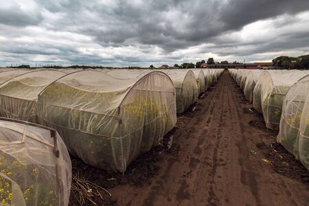 Organic sustainable growing oilseed rape experiment in controlled conditions, rapeseed canola cultivated in protective net housing against insectsの写真素材
