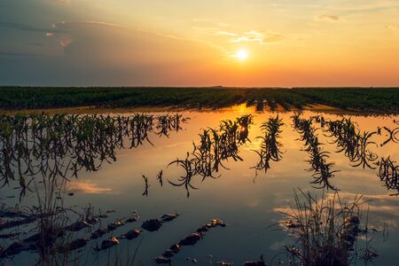 Flooded young corn field plantation with damaged crops in sunset after severe rainy season that will impact the yield of cultivated plantの写真素材