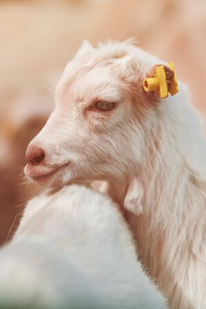 Cute baby goat kid in pen on livestock farm, adorable domestic animal portraitの写真素材