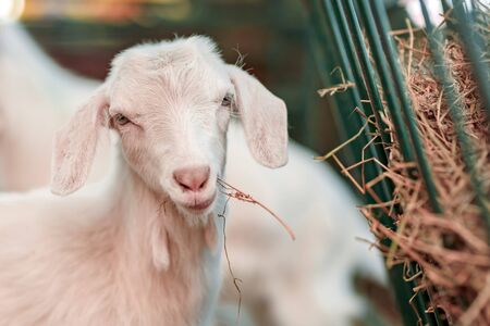 Cute baby goat kid in pen on livestock farm, adorable domestic animal portraitの写真素材