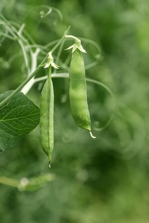 Locally grown green pea in organic garden, homegrown produce Pisum sativumの写真素材