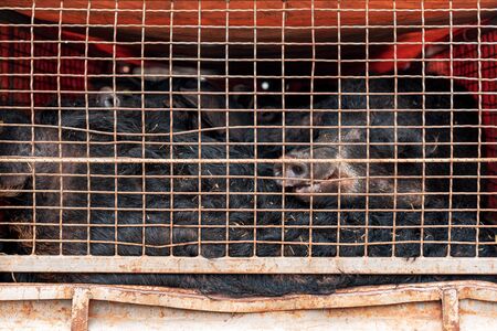 Mangalitsa pigs transported in vehicle trailer. This breed grows woolly coat similar to sheep.の写真素材