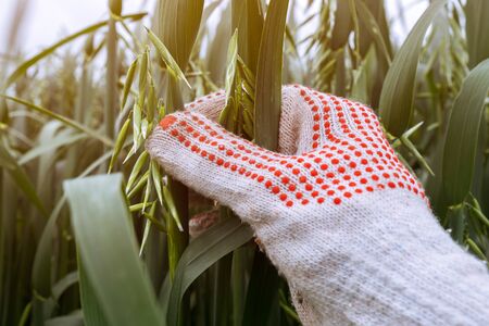 Farmer examining oat crops in field, close up of hand touching panicle on plant stemの写真素材