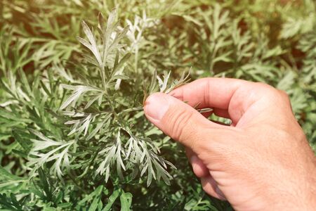 Gardener examining common wormwood plants in garden, close up of hand touching herbの写真素材