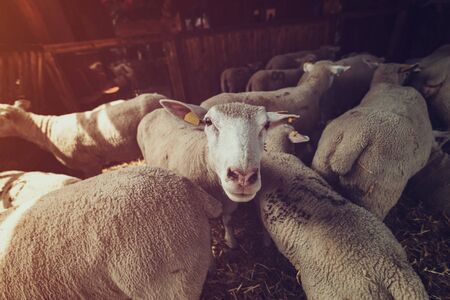 Ile de France sheep flock in pen on livestock farm, domestic animals husbandry concept