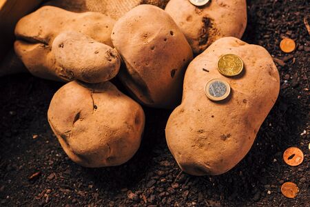 Making profit from organic farming of potato, Euro coins on garden soil with harvested potato tubersの写真素材