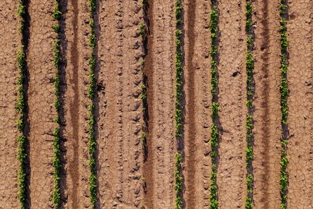 Aerial view of cultivated soybean field as abstract background, soya bean plantation from drone pov, top viewの写真素材