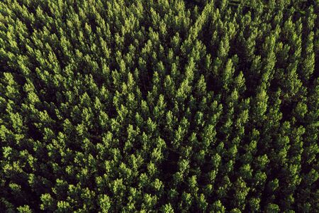 Aerial view of cottonwood populus green forest in summer from drone pov