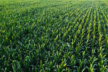 Aerial view of green corn crops field from drone pov