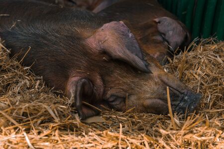Danish duroc pigs in pen on livestock farm laying down and sleeping. This breed is well known for...