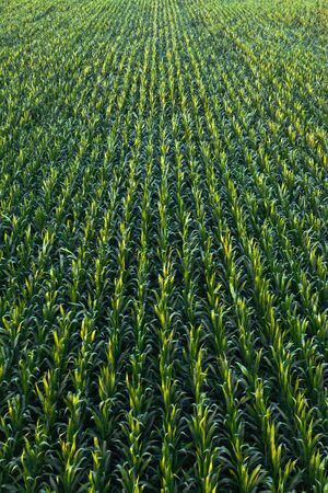 Aerial view of green corn crops field from drone pov