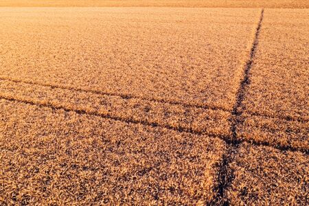 Aerial view of ripe wheat field from drone pov with crop marks from automated irrigation system