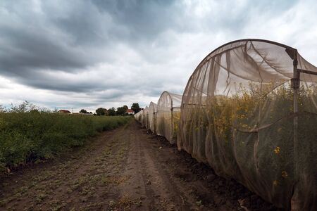 Organic sustainable growing rapeseed experiment in controlled conditions, rapeseed canola cultivated in protective net housing against insectsの写真素材