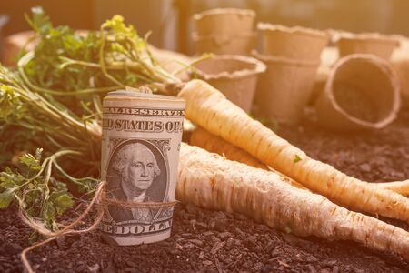 Making profit from organic parsley farming, harvested rooted parsley with roll of US dollar...