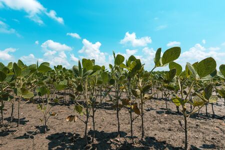 Low angle view of soybean plant in cultivated agricultural field