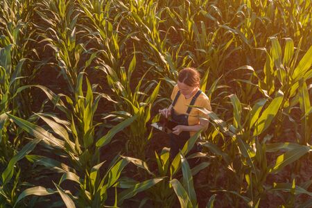 Agronomist farmer woman using tablet computer in corn field. Aerial view of female farm worker in...