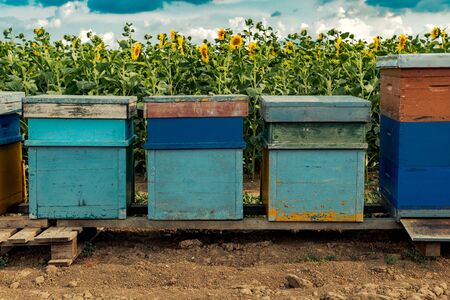 Honeybees and beehives in sunflower field, flower pollination during blooming season